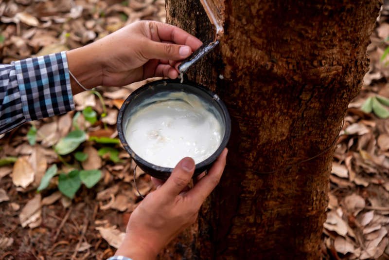 Natural Rubber Latex: The Secret Behind Your Everyday Gloves