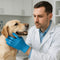 veterinarian examining a dog while wearing blue nitrile gloves